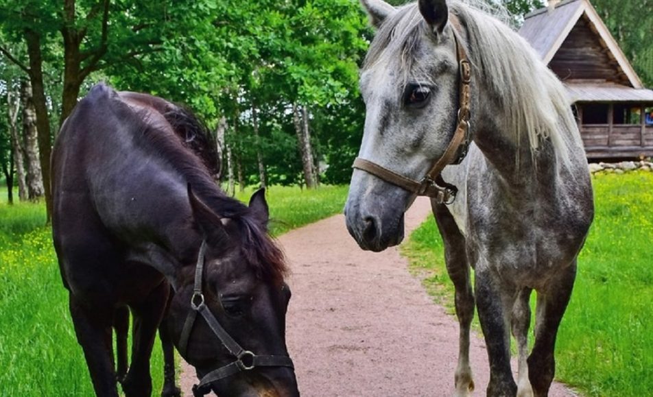 Кто с конем — тот с добром