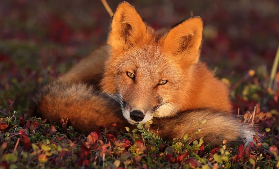 Огненный лис