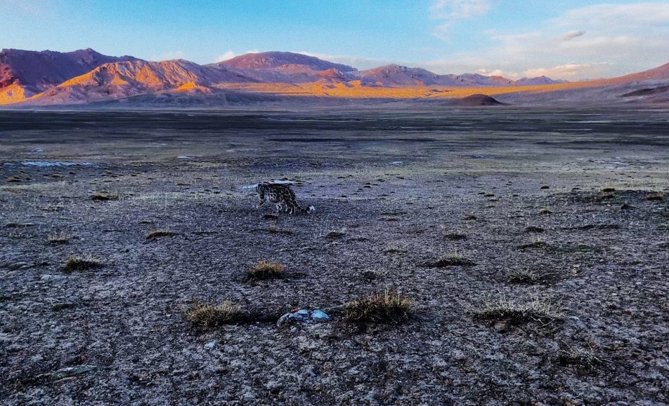 Хозяин Алтайских гор