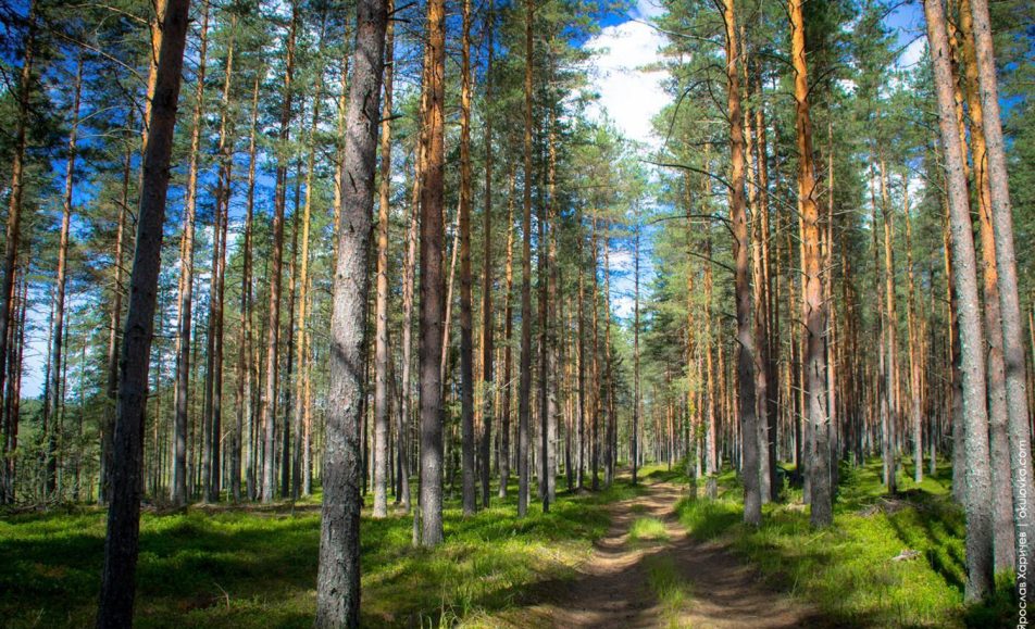 Сосновый лес в районе посёлка Кулотино